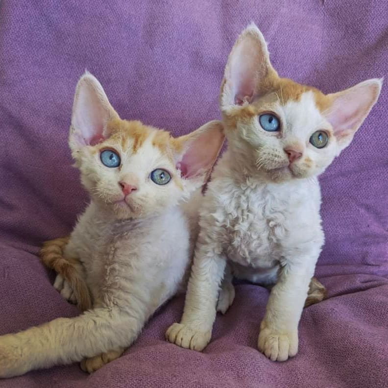 Devon Rex