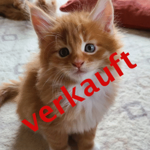 🐾 Zama – Wundervoller Maine Coon Kater sucht liebevolles Zuhause! 🐾