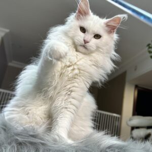 ❤️🐾 Ruby – Deine bezaubernde Katzenfreundin mit Herz und Pfote 🌟