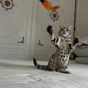 🐆✨ Oscar – Ein lebhaftes Bengal-Kätzchen mit großem Herzen 💚