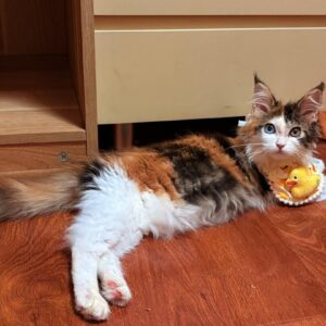 🍿🐾 Popcorn – Deine bezaubernde Katzenfreundin auf vier Pfoten! 💛