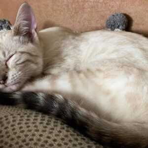 🤍🐾 Schneeweiße Schönheit Wendy sucht ein liebevolles Zuhause! 🐾🤍