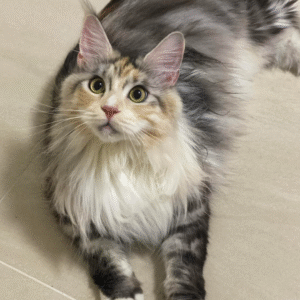 🐾🦁 Frenchie – Dein cooler Maine-Coon-Gefährte mit Stil 😎