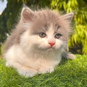 Laura – ein wunderschönes Perserkätzchen