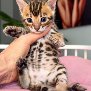 Lerne Isaa kennen – Unser wunderschönes Bengal-Kätzchen 🐆✨
