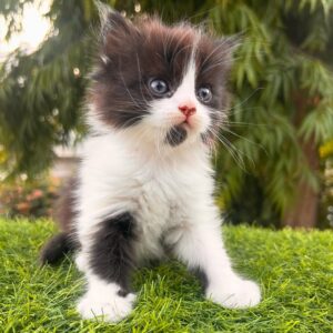 dandy ein schwarzer persekertze, der schon darauf wartet, deiner zu sein.