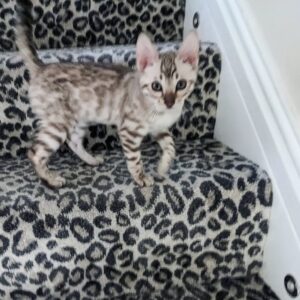 🤍🐆 Sam – eleganter weißer Bengal-Kater sucht ein liebevolles Zuhause! 🐆🤍