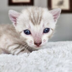 🐾 Amy – Deine beste Freundin als Bengal-Kätzchen! 💛