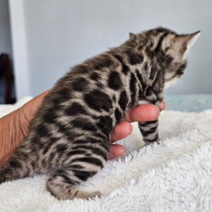 💛 Leoparden-Schönheit Saarah sucht ihr Für-immer-Zuhause! 💛