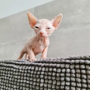 Emily ist eine sehr schöne Sphynx