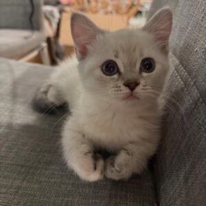 🐾 Gary – Dein bester Freund in Katzenform 🐱💙