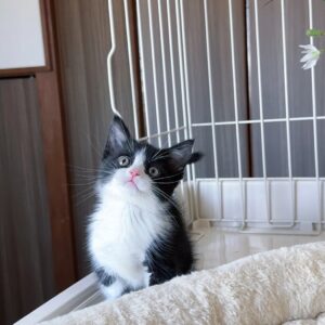 Milky ist ein kleines schwarz-weißes Kuschelwunder