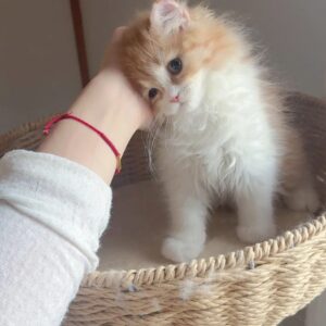 Lerne Fluffy kennen – deine süße Prinzessin in Sonnenuntergangsfarben! 🧡