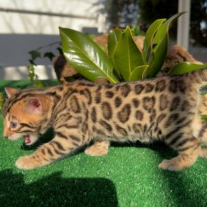 Lerne Cheater kennen – Ein mutiges & wunderschönes Bengal-Kätzchen ✨