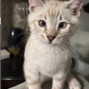 🌷🐾 Zauberhafte Bengal-Dame Tulip sucht ihr Für-immer-Zuhause! 🐾🌷