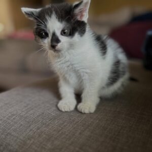 🐾 Zuhause gesucht für eine liebevolle Munchkin-Katze! 🐾