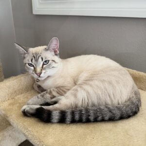 🐆💛 Hars – lebhaftes Bengal-Kätzchen mit großem Herzen sucht sein Für-immer-Zuhause! 💛🐆