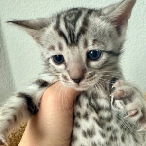 🐆 Lerne Hyui kennen – Ein elegantes und lebhaftes Bengal-Kätzchen ✨