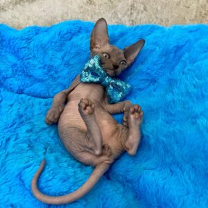 Hans – ein schwarzer Sphynx, der schon darauf wartet, deiner zu sein