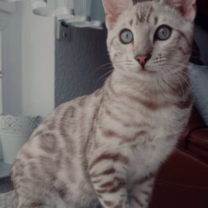 🌙🤍 Luna – bezauberndes weißes Bengal-Kätzchen sucht ihr Für-immer-Zuhause! 🤍🌙