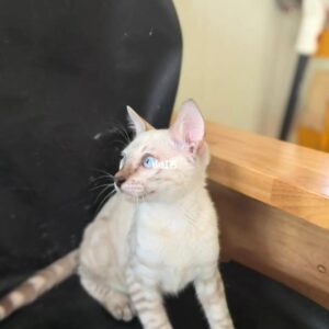 Lila – Ein zauberhaftes Bengal-Kätzchen mit ganz viel Herz