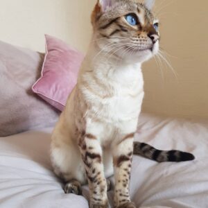 🤍🐾 Taraxa – bezauberndes weißes Bengal-Kätzchen sucht ein liebevolles Zuhause! 🐾🤍